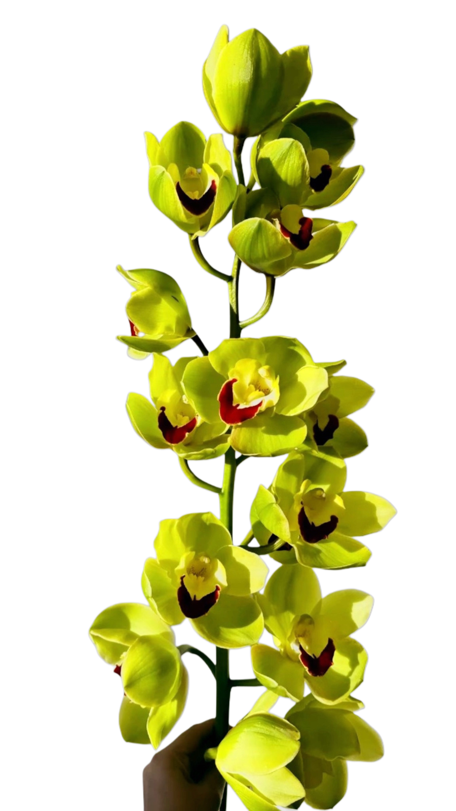 Cymbidium Green Zenith